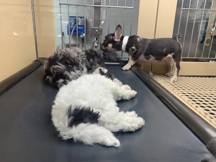 Petland Mall of Georgia Picture 2