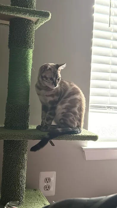 Willow Dream Bengals Picture 3