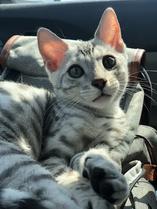 Willow Dream Bengals Picture 1