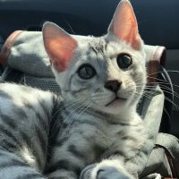 Willow Dream Bengals ico