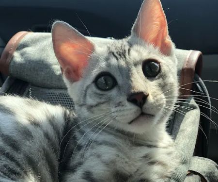 Willow Dream Bengals