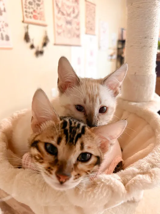 Willow Dream Bengals Picture 2
