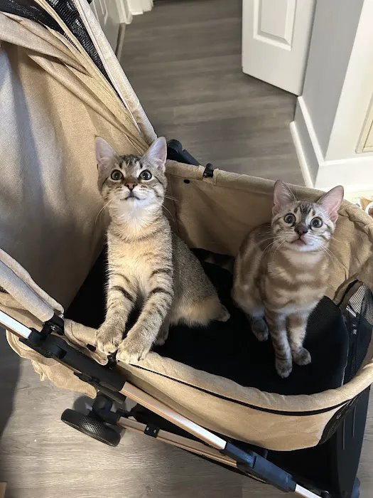 Willow Dream Bengals Picture 5