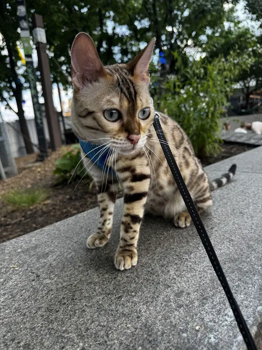 Willow Dream Bengals Picture 4