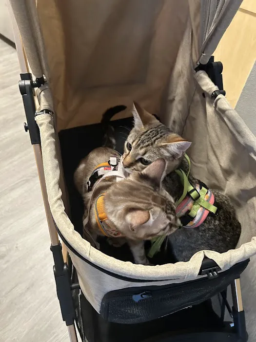 Willow Dream Bengals Picture 8
