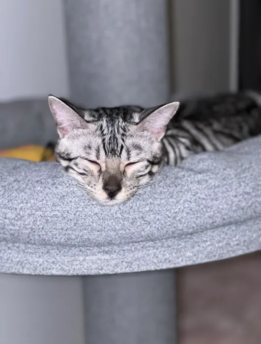 Willow Dream Bengals Picture 10