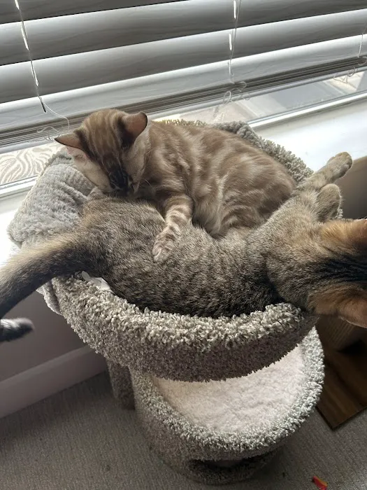 Willow Dream Bengals Picture 6