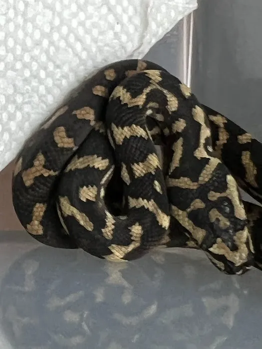 Curious Pets and Curiosities, Inc Picture 1