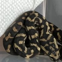 Curious Pets and Curiosities, Inc ico