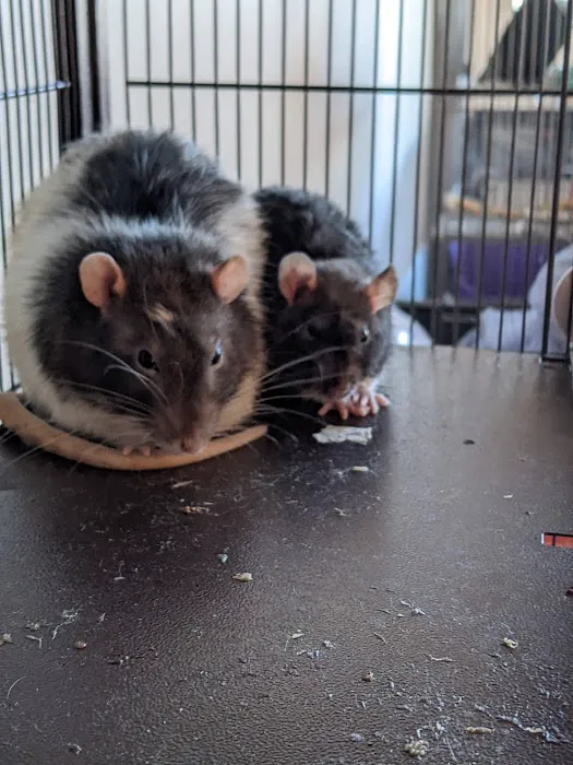 Recycle Rascals Co Picture 8