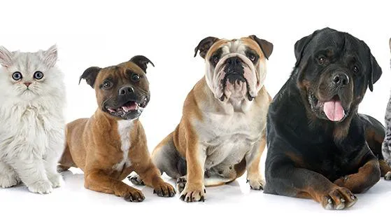 Towson Veterinary Hospital Inc Picture 1
