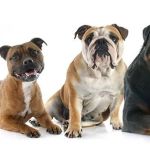 Towson Veterinary Hospital Inc