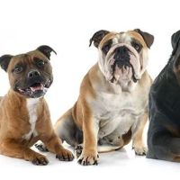 Towson Veterinary Hospital Inc ico