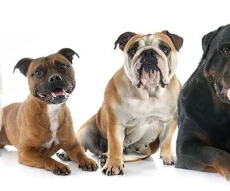 Towson Veterinary Hospital Inc