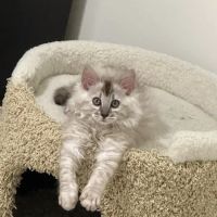 Vetco Vaccination Clinic ico