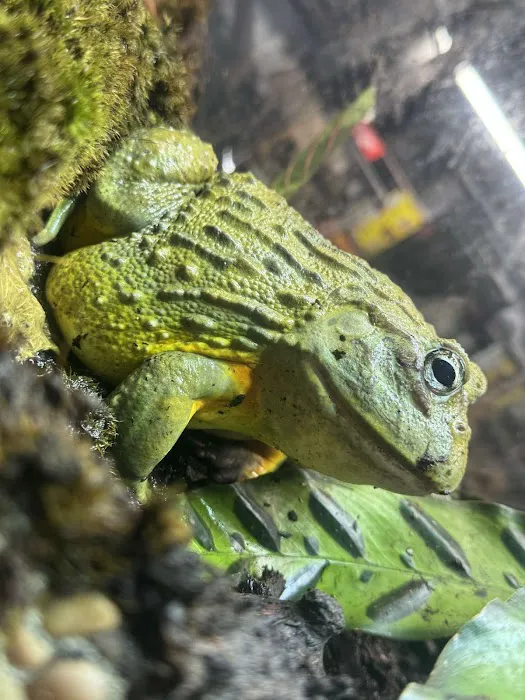 R3N3GAD3 REPTILES Picture 1