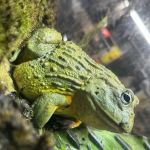 R3N3GAD3 REPTILES