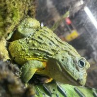 R3N3GAD3 REPTILES ico