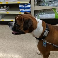 Banfield Pet Hospital ico