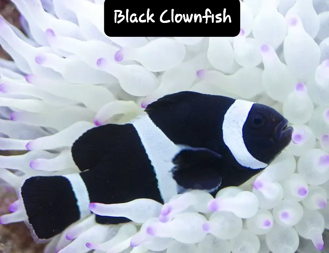 Under The Sea Aquatics Picture 6