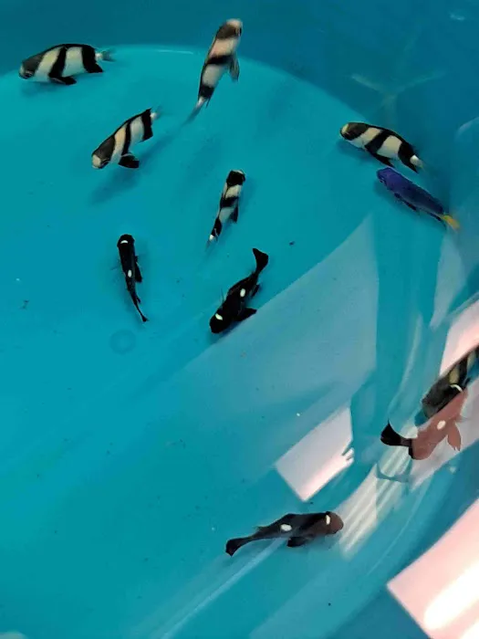Under The Sea Aquatics Picture 7