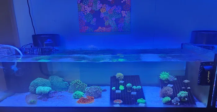 Under The Sea Aquatics Picture 8