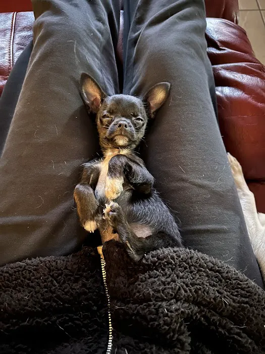The Puppy Place Picture 1