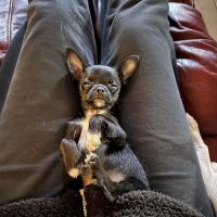 The Puppy Place ico