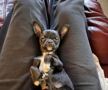 The Puppy Place