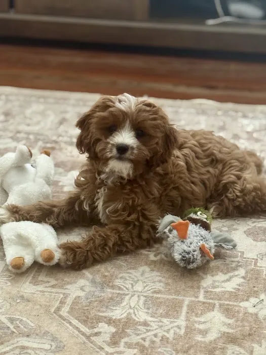 The Puppy Place Picture 3