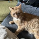 Petwell Veterinary Center