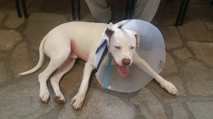 Petwell Veterinary Center Picture 2