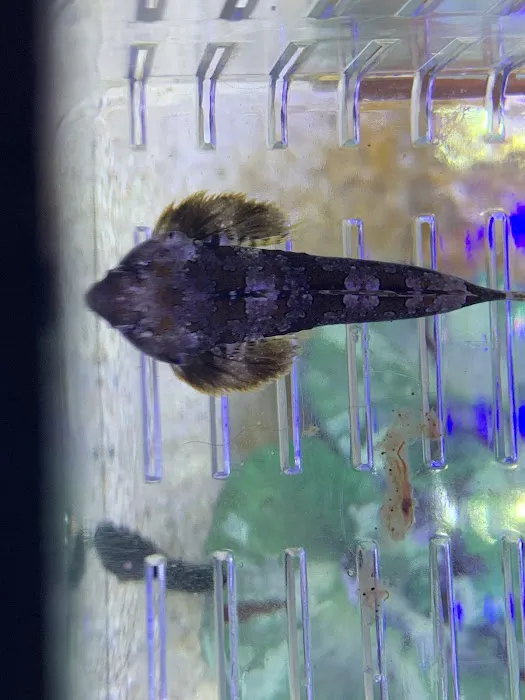 Zac's Reef Picture 1