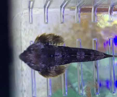 Zac's Reef