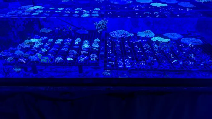 Zac's Reef Picture 3