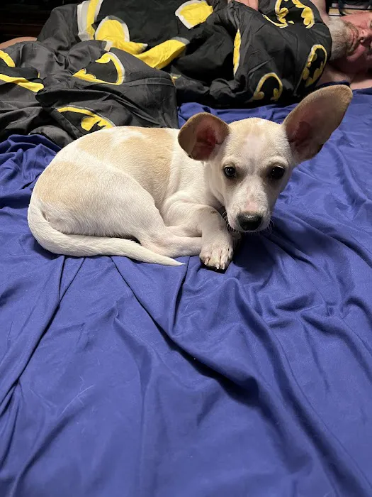The Puppy Patch LLC Picture 4