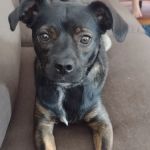 Beltway Animal Hospital