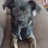 Beltway Animal Hospital ico