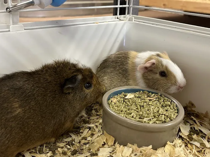 Two Guyz Pet Shop Picture 3