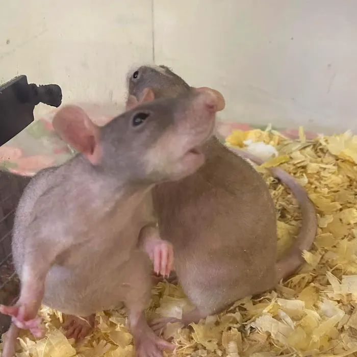 Two Guyz Pet Shop Picture 5