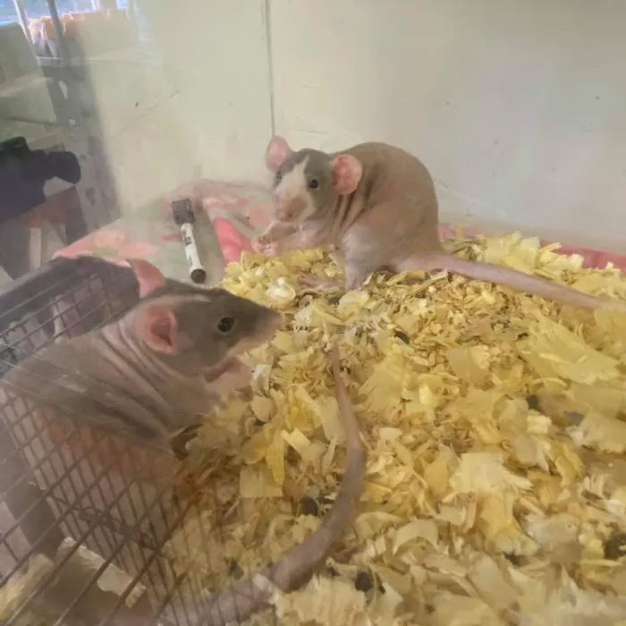 Two Guyz Pet Shop Picture 7