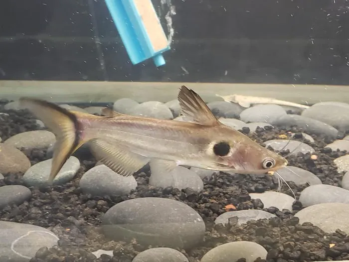 Two Guyz Pet Shop Picture 10