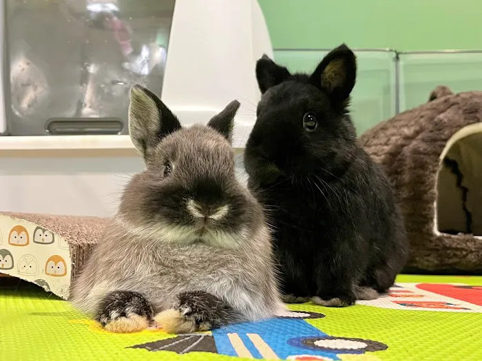 Warm & Fuzzy Veterinary Center Picture 4