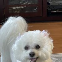 Mountainside Veterinary Hospital ico