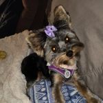 Mcbrea Kennels Supplies and More