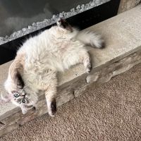 Hillcrest Manor Siberians of MD ico