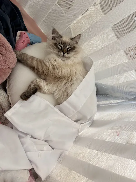 Hillcrest Manor Siberians of MD Picture 2