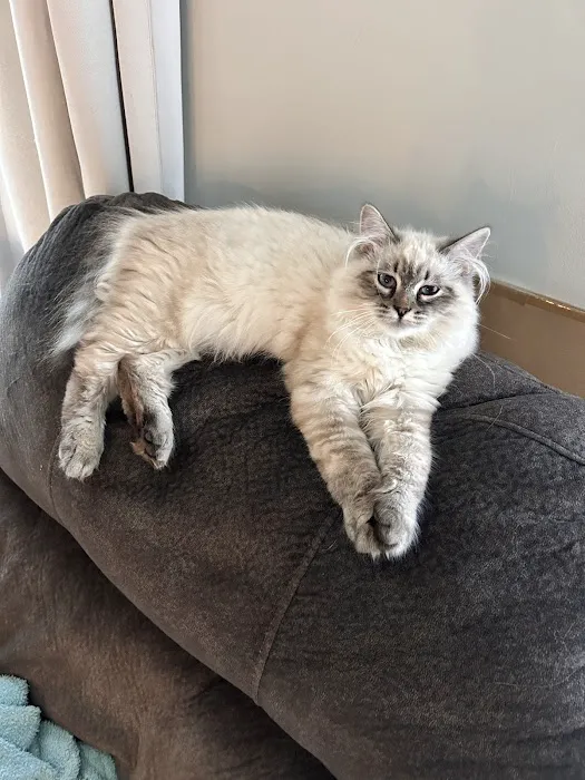 Hillcrest Manor Siberians of MD Picture 4