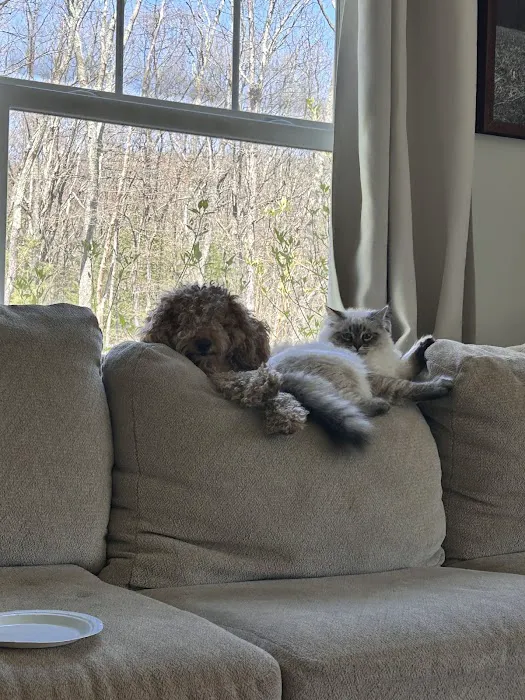 Hillcrest Manor Siberians of MD Picture 5