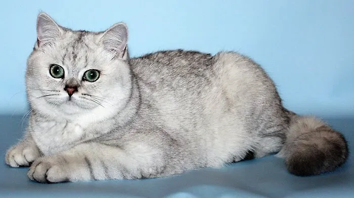 Britland Cattery Picture 4